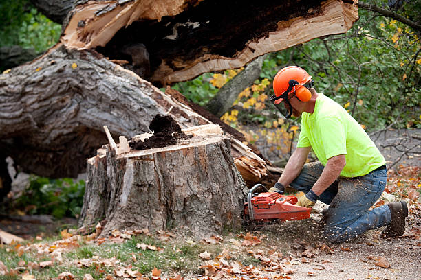 How Our Tree Care Process Works  in Fort Branch, IN